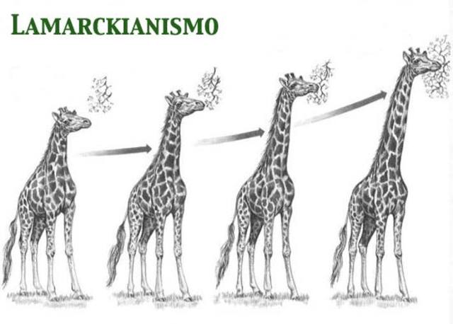 Lamarck y la adaptación: la necesidad crea el órgano