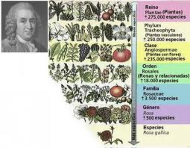 Clasificación y evolución
