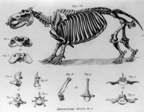 paleontología y evolución