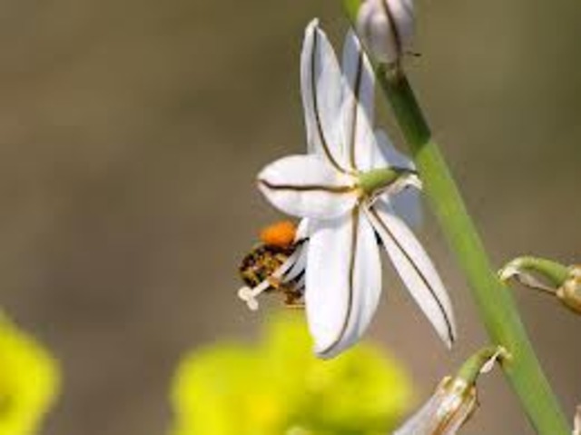 Investiga sobre la polinització dels insectes