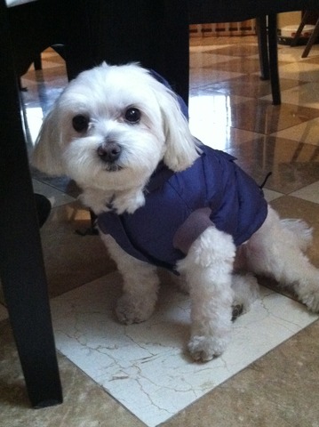 Nous avons eu un chien. Il s´ appelle Mikko