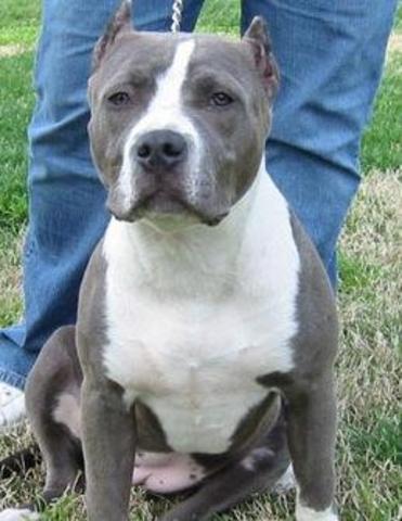 Animaux de compagnie