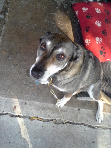 J'ai acheté ma chienne.