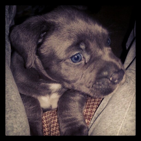 Got my first puppy, BLAIR <3