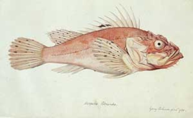 the voyages of captain cook