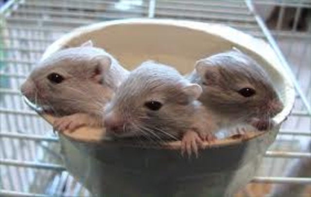 raise gerbil army