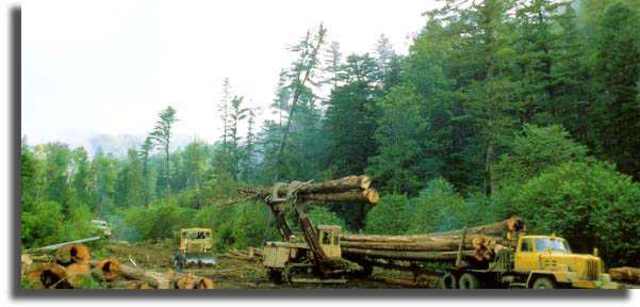 Образован Уссурийский Леспромхоз