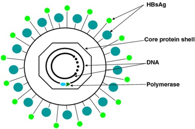 Kazuo Okochi, Alberto Verrucci, Alfred Prince, and Blumberg linked Aa to HBV