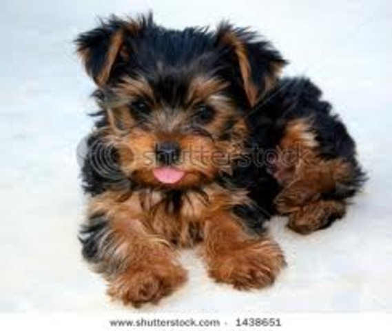 Yo tuve mi perro Cody.