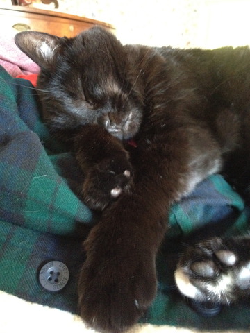 Adopté mi gato en octubre de 2005.