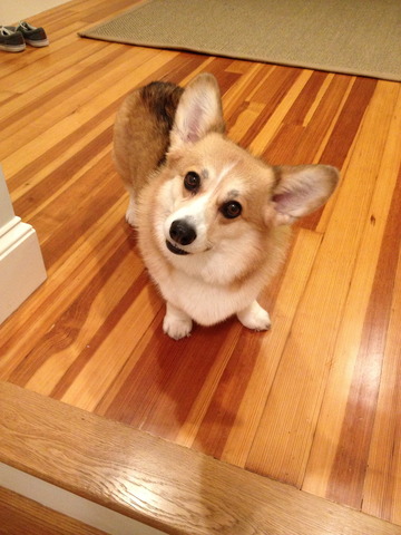 Compré mi perro en diciembre de 2009.