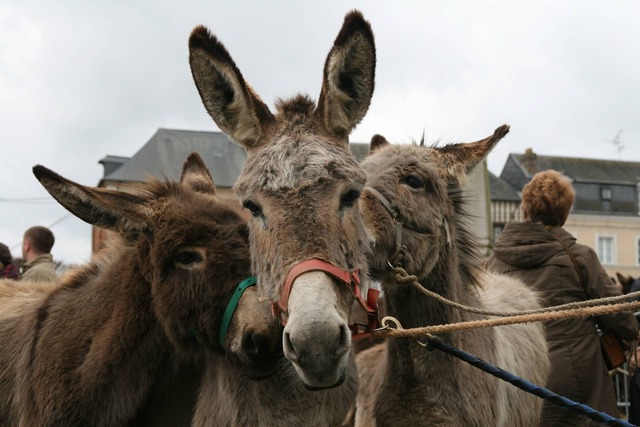 Foire aux ânes de Moyaux