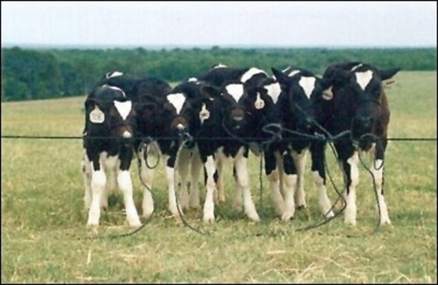 8 clons de la mateixa vaca