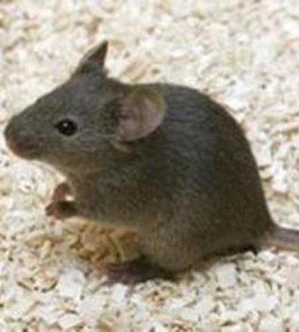 Es clona un ratolí mascle