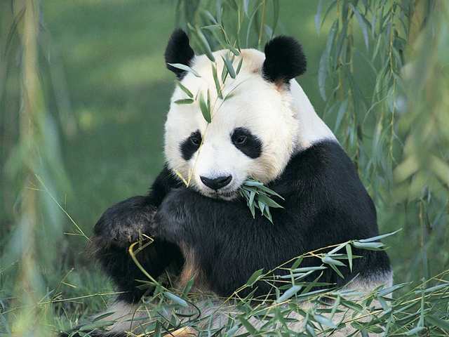 Clon d'un panda mort amb mare conill