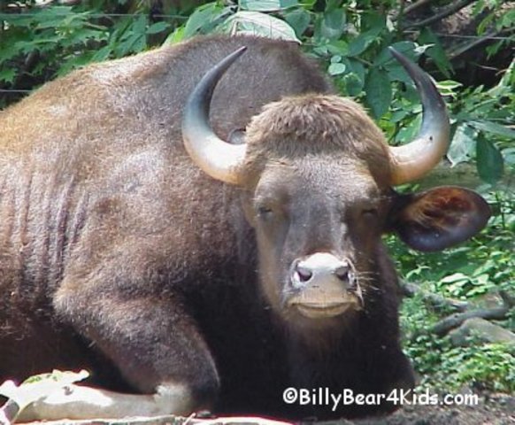 Clonació d'espècies en perill d'extinció