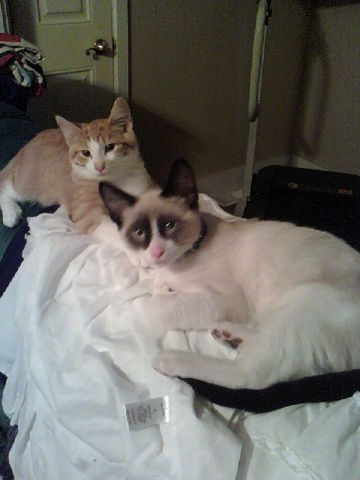 Hace tres años recibio dos gatos.