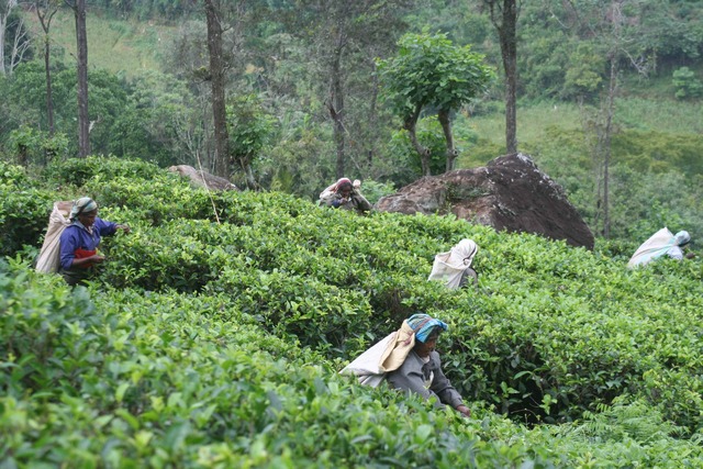 The cultivation of Ceylon by the British