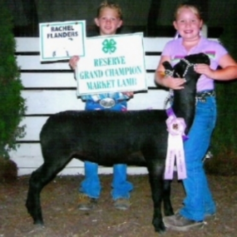 Hace ocho años que muestro ovejas en 4-H.