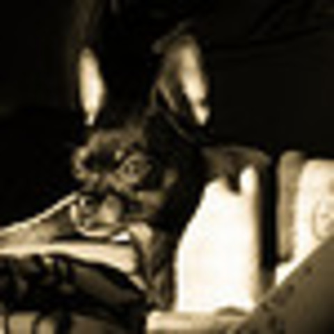 Got my second puppy Shasta