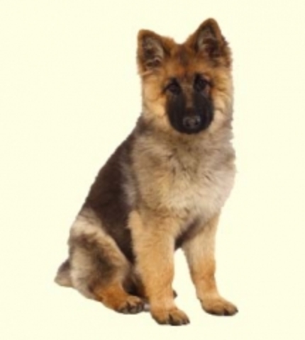 Got my first puppy Sabrina