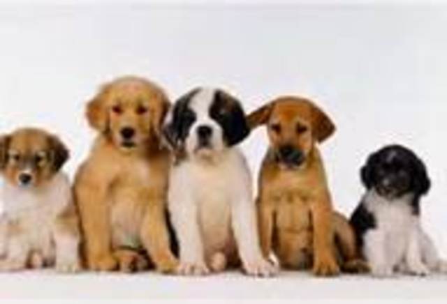 Jews can not own pets