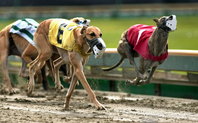 Greyhound Racing (Irish Fact)