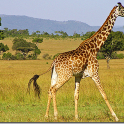 Timeline: Línea del tiempo(2)