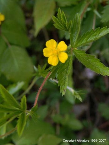 Spot where a Plant or Tree affected the Expedition