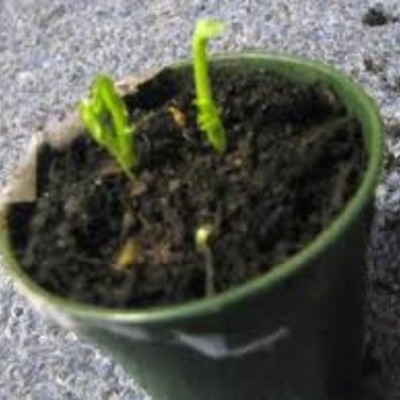 Timeline: Bean Plant Experiment