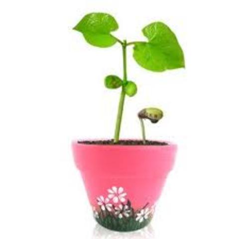Bean Plant Grows Tall