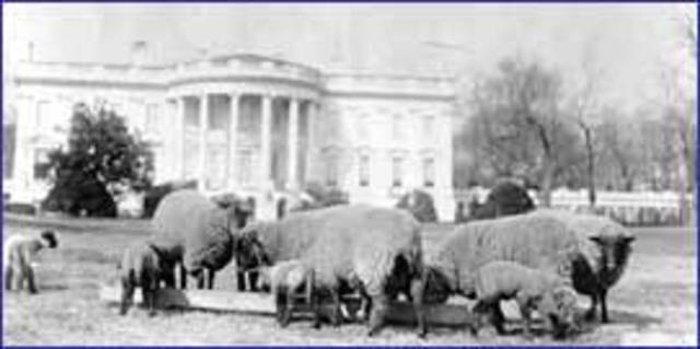 Sheep keep the White House lawn trim during World War I when the gardeners are conscripted into service