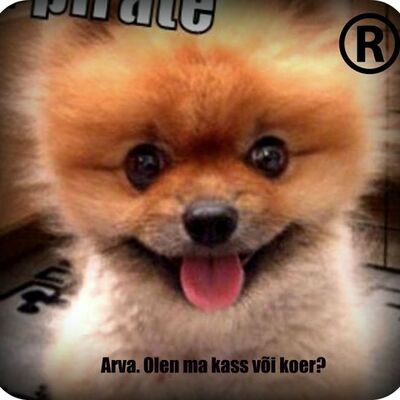 Timeline: Meeri portfoolio