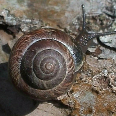 Timeline: Pireti õpimapp