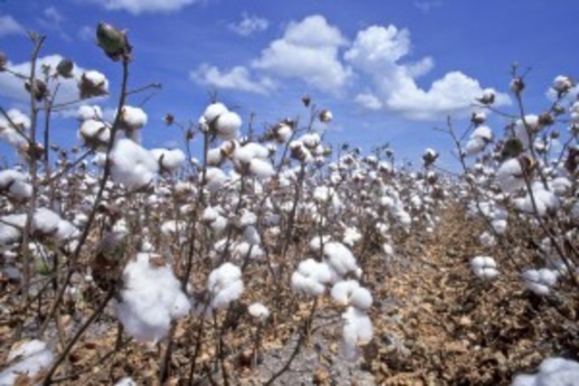 Cotton gin is invented in U.S.—be sure to tell by whom