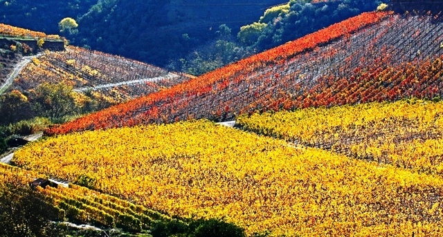 Instituída a Companhia Geral da Agricultura das Vinhas do Alto Douro
