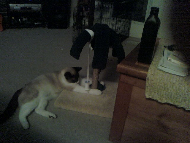 Hace tres años que tengo mi gato.