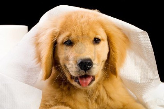 Golden Retriever, Great Britain, A.D. 1870s