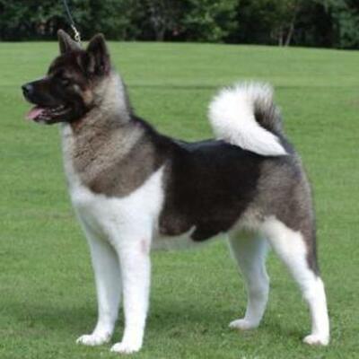 Timeline: Dog Timeline by N.A.T.