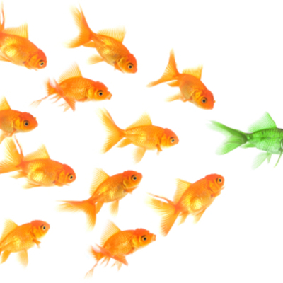 Timeline: Leadership Experience Timeline