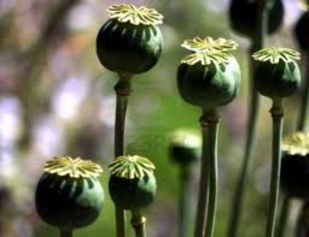 China and Britain fight in the Opium wars