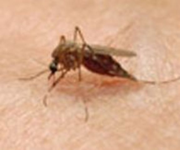 West Nile Breakout in USA