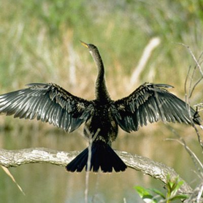 Timeline: Everglades Timeline