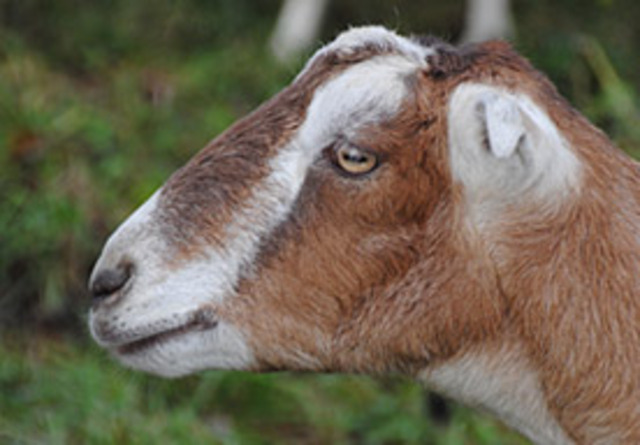 La Mancha Goats First Exibited At World's Fair