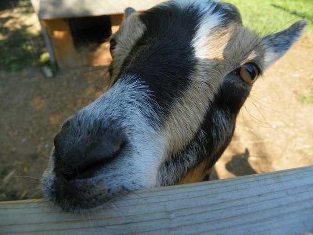 Murican goat mentioned in "Goat World" magazine