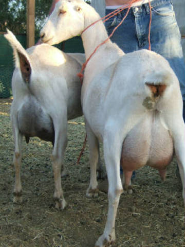 La Mancha Doe Sets All Time Milk Record