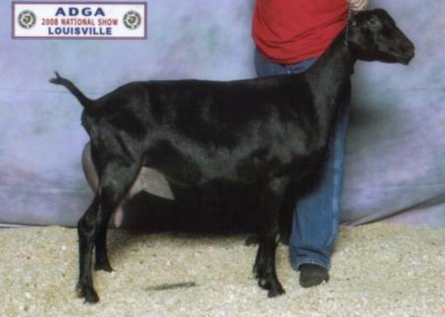 Another La Mancha Goat tops previous milk record