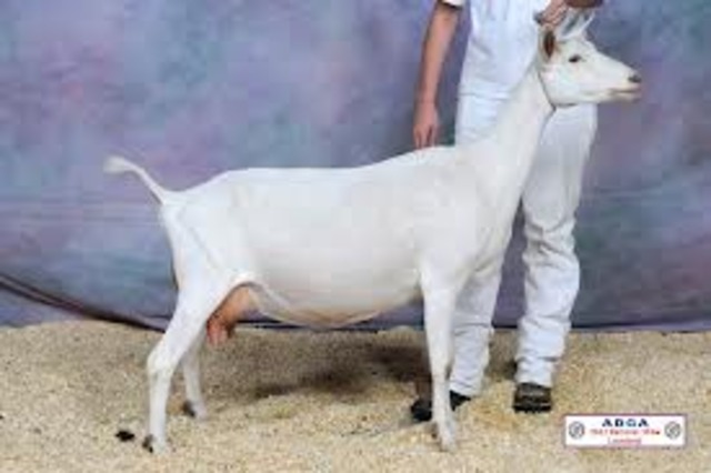 Saanens used in hunger relief programs