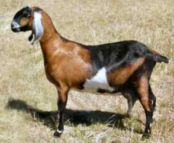 Anglo Nubian Goat Registry Established