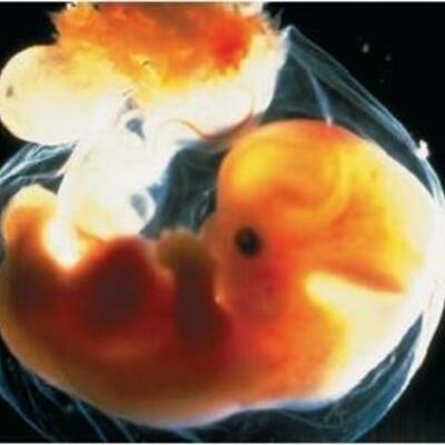 Timeline: Embryos Development